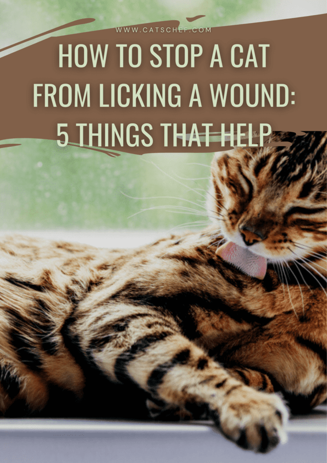 How To Stop A Cat From Licking A Wound: 5 Things That Help