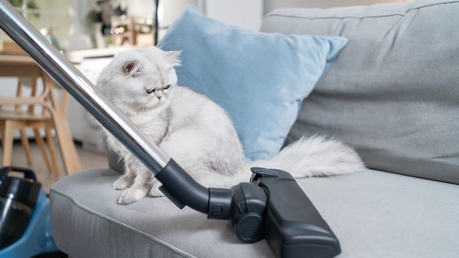 How to get rid of cat litter smell in apartment