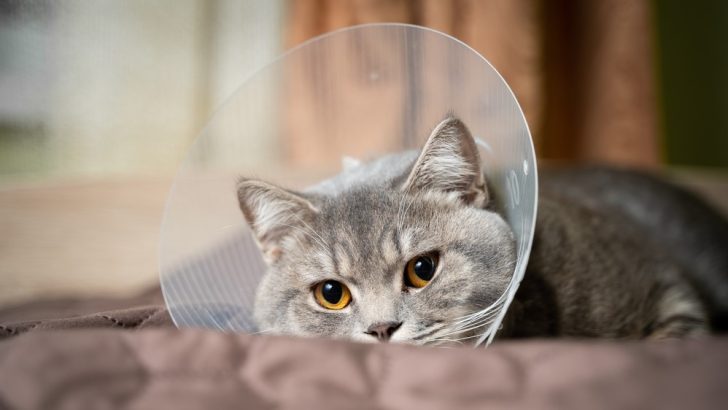 How To Stop A Cat From Licking A Wound: 5 Things That Help
