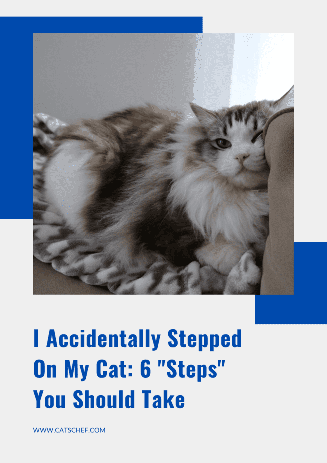 I Accidentally Stepped On My Cat: 6 "Steps" You Should Take