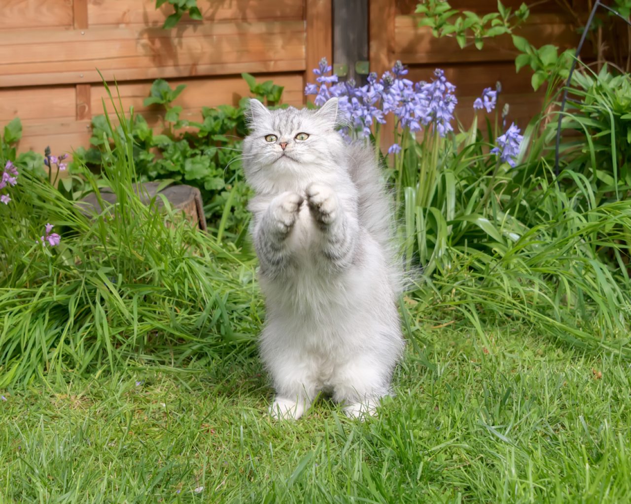 I Saw My Cat Praying So, Does That Mean She's Religious?