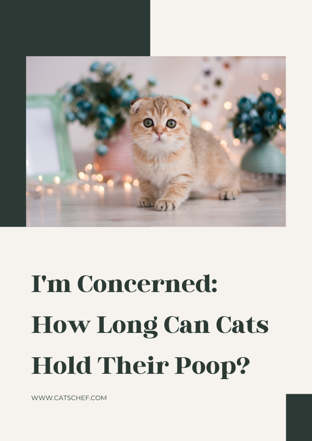 I'm Concerned How Long Can Cats Hold Their Poop?