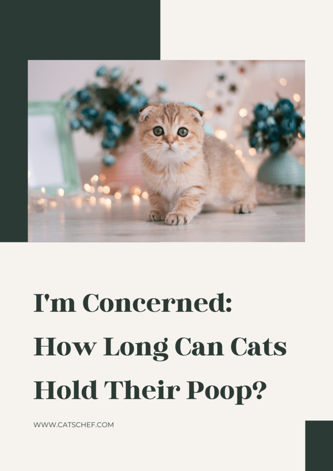 I'm Concerned: How Long Can Cats Hold Their Poop?