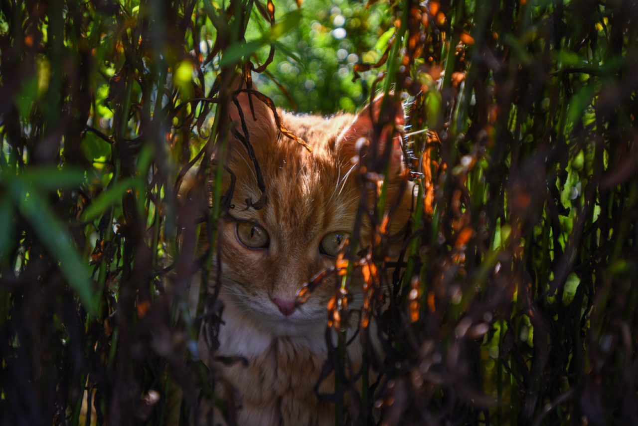 I'm Curious How Long Will A Cat Hide Outside If She's Scared