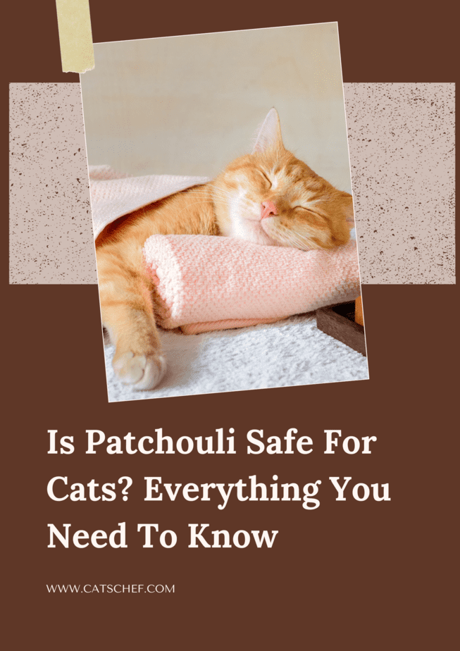 Is Patchouli Safe For Cats? Everything You Need To Know