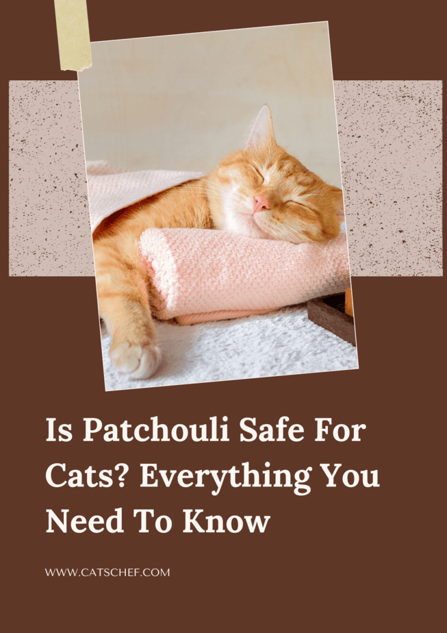 Patchouli oil and online cats