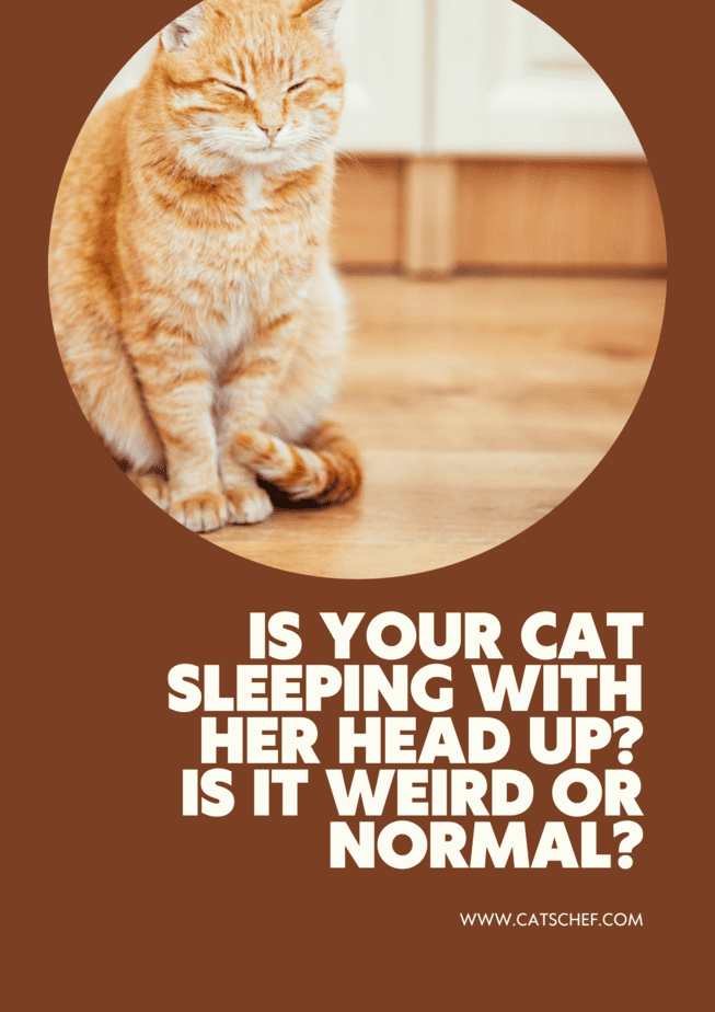 Is Your Cat Sleeping With Her Head Up? Is It Weird Or Normal?