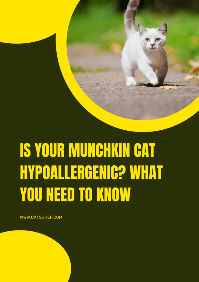 Is Your Munchkin Cat Hypoallergenic? What You Need To Know