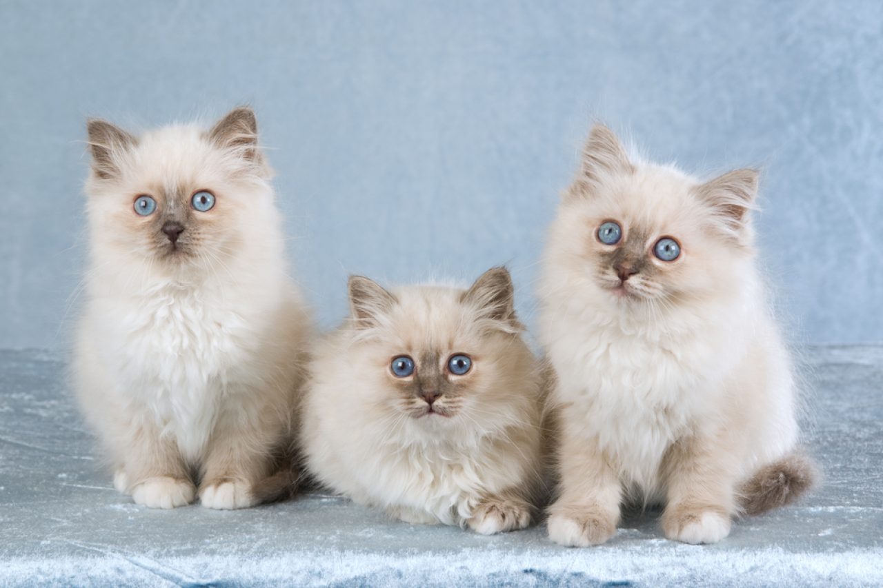 Lilac Point Birman: Her Kedi Kadınının Rüyası