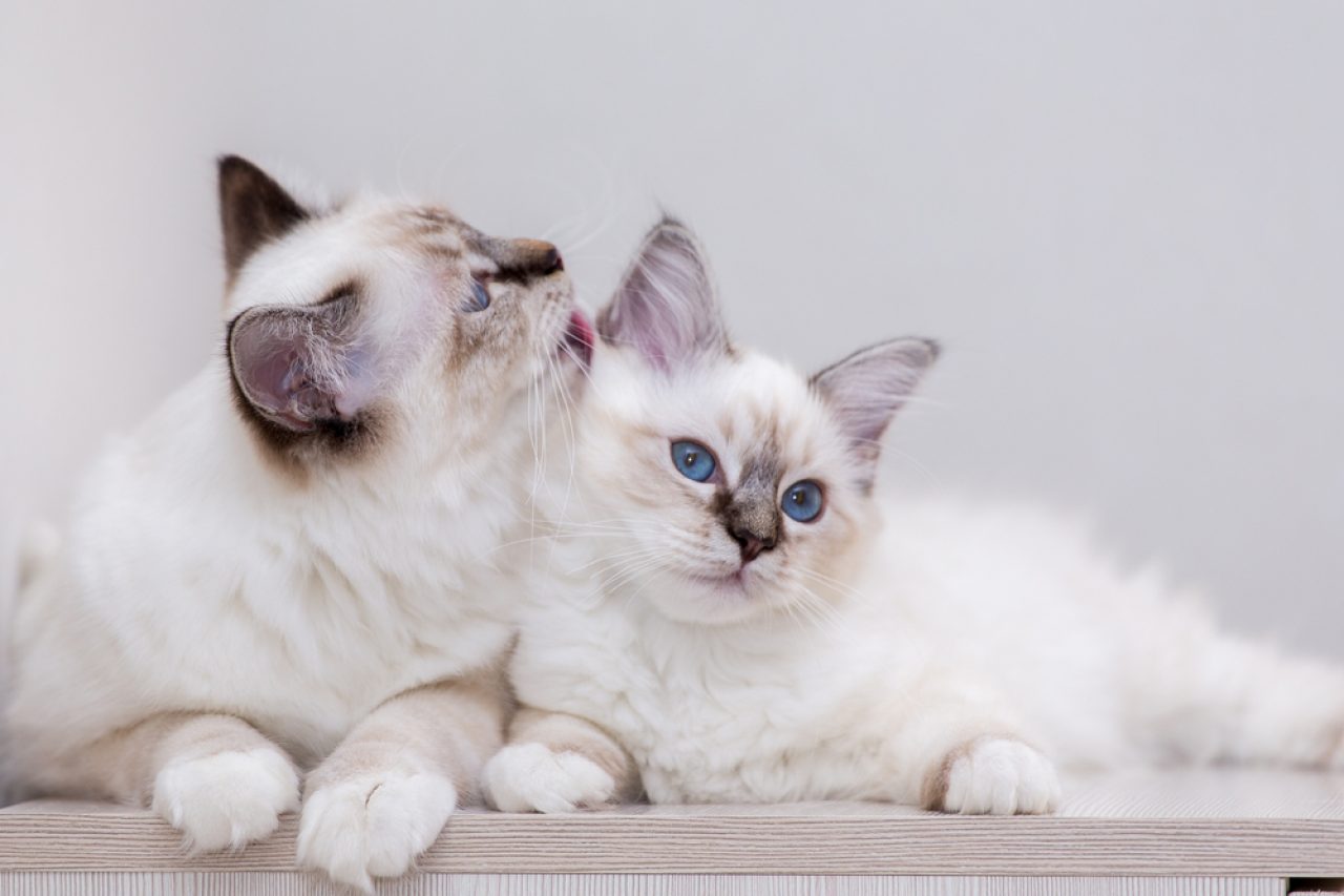 Lilac Point Birman: Her Kedi Kadınının Rüyası