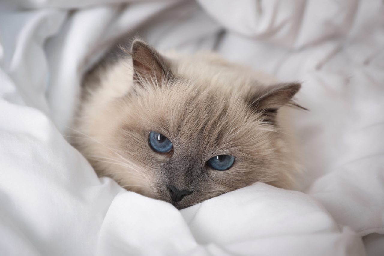 Lilac Point Birman: Her Kedi Kadınının Rüyası