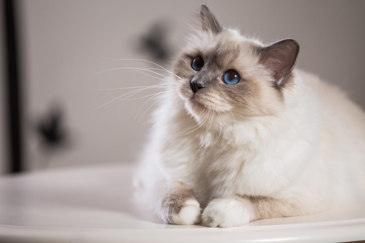 Lilac Point Birman: Her Kedi Kadınının Rüyası