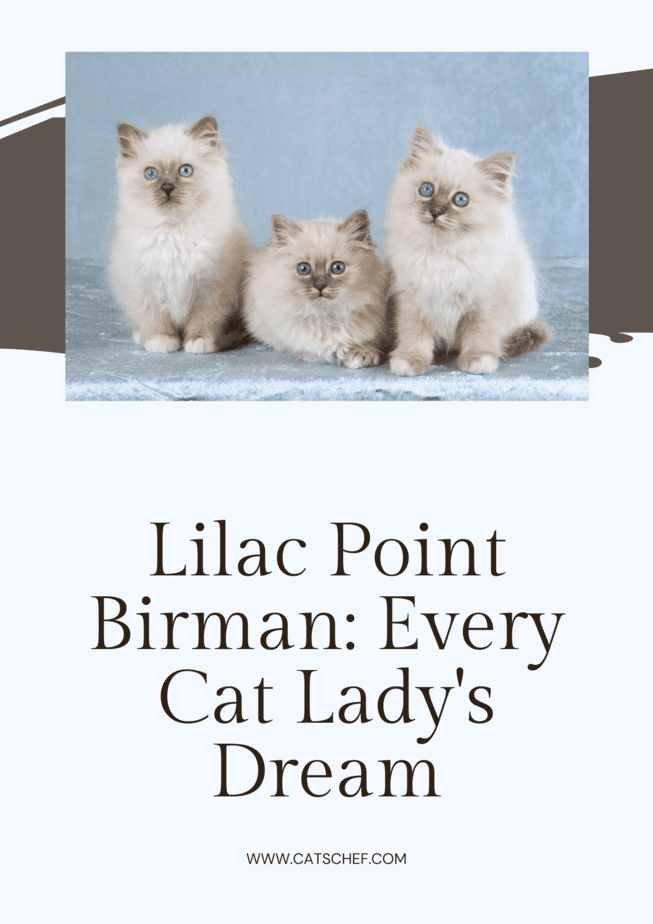 Lilac Point Birman: Her Kedi Kadınının Rüyası