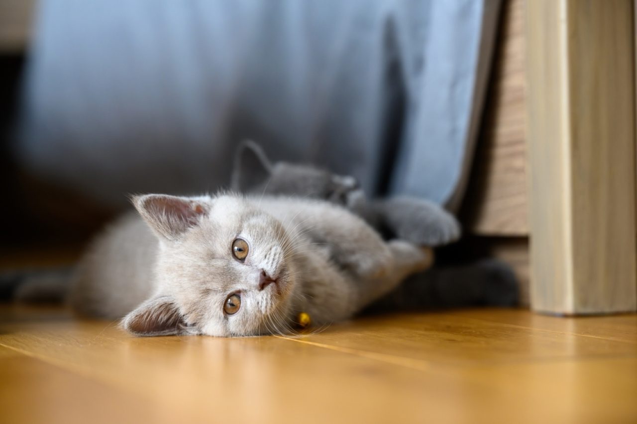 Leylak Kaplumbağa Kabuğu Kedi: Bu Efsanevi Canavarları Daha İyi Tanıyın