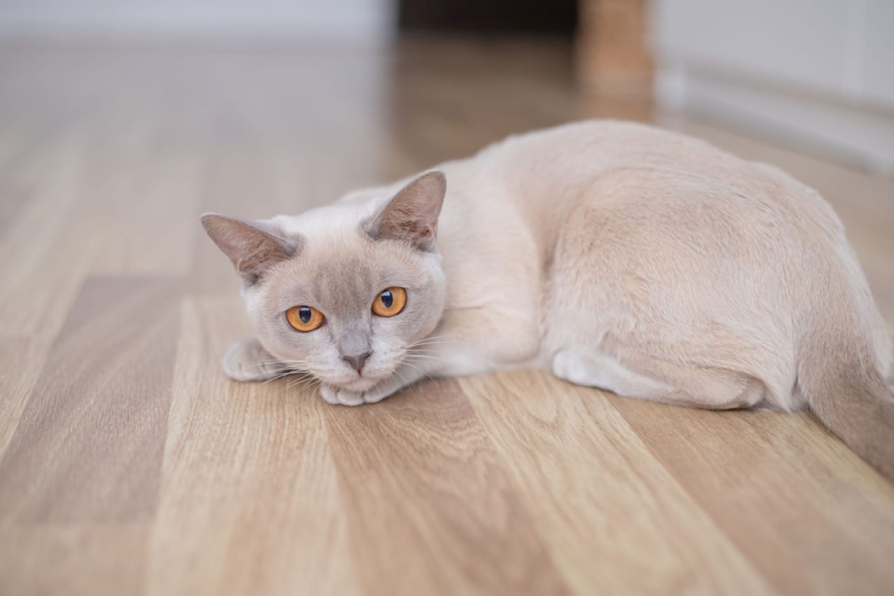 Leylak Kaplumbağa Kabuğu Kedi: Bu Efsanevi Canavarları Daha İyi Tanıyın