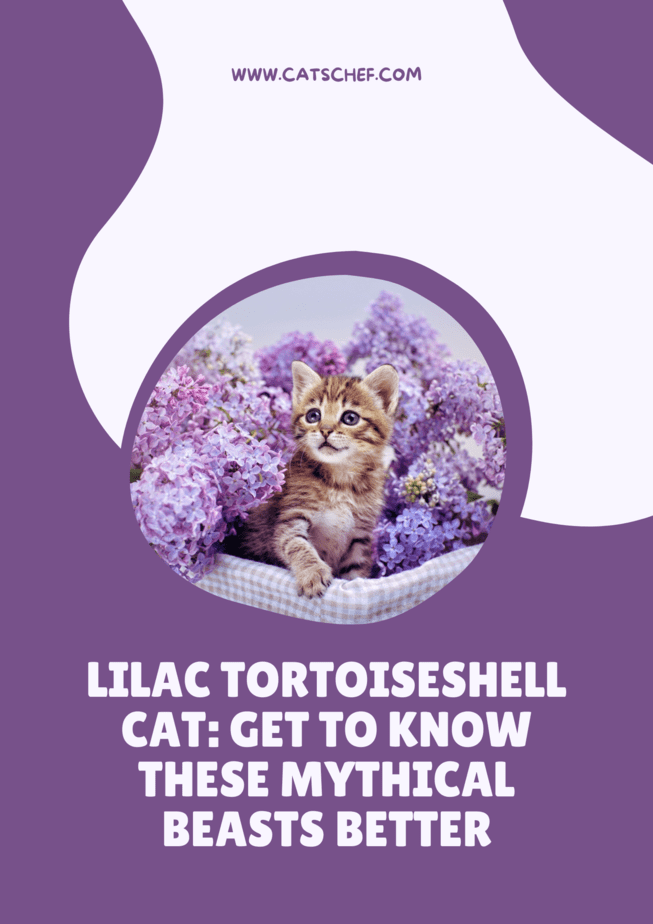 Lilac Tortoiseshell Cat: Get To Know These Mythical Beasts Better