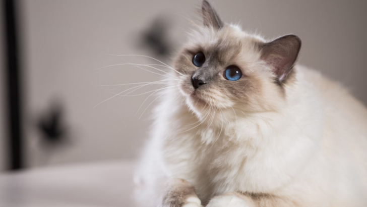 5 Reasons Why are Lilac Point Birman Cats The Talk Of The Town