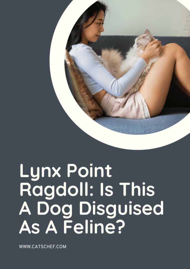 Lynx Point Ragdoll: Is This A Dog Disguised As A Feline?