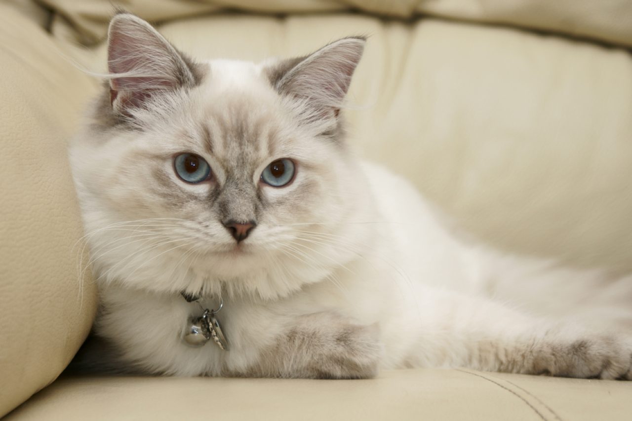 Lynx Point Ragdoll: Bu Kedi Kılığına Girmiş Bir Köpek mi?