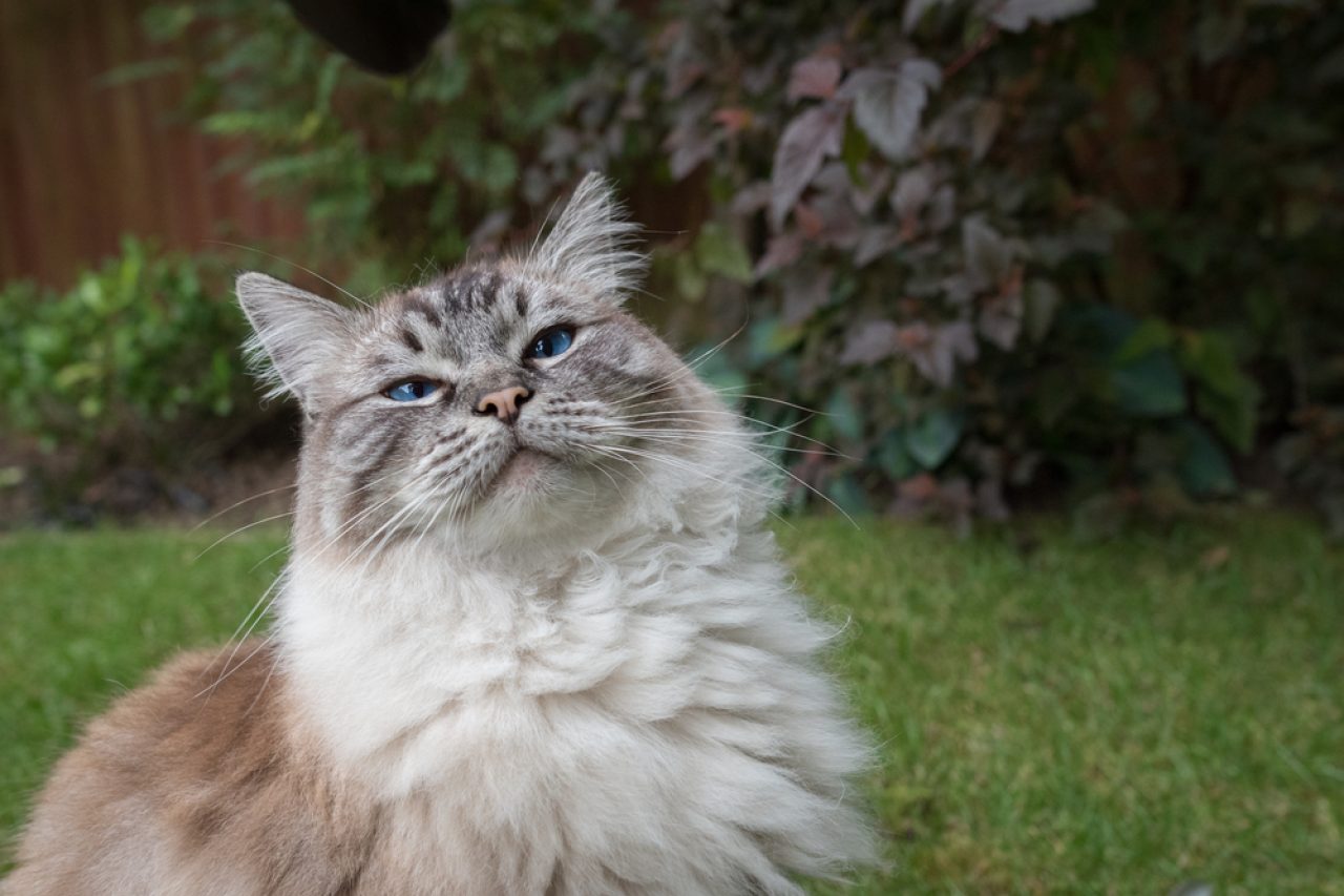 Lynx Point Ragdoll: Is This A Dog Disguised As A Feline?