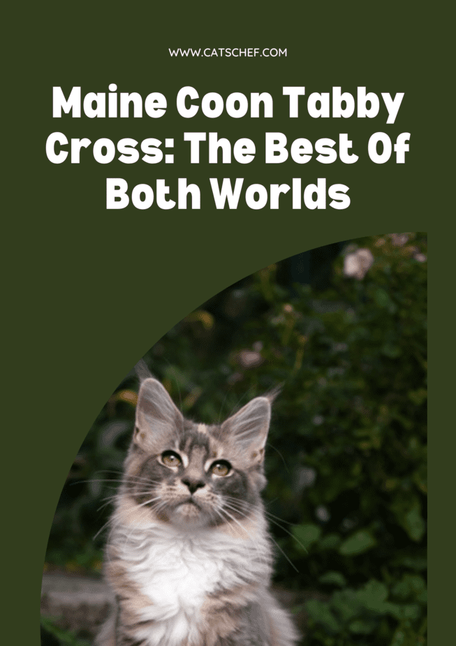 Maine Coon Tabby Cross: Her İki Dünyanın En İyisi