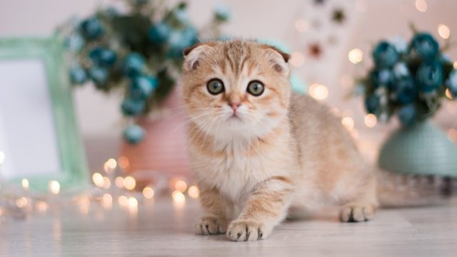 Munchkin Cat Hypoallergenic