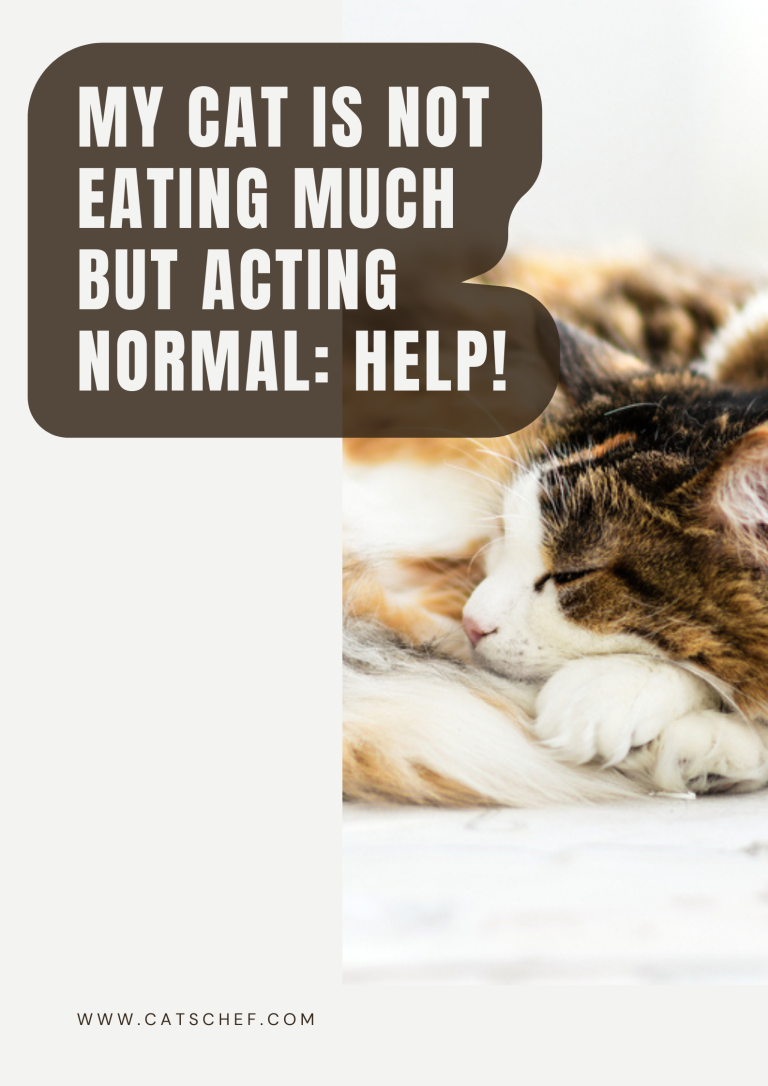 My Cat Is Not Eating Much But Acting Normal Help!
