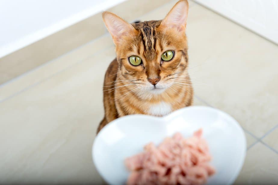My Cat Is Not Eating Much But Acting Normal Help!