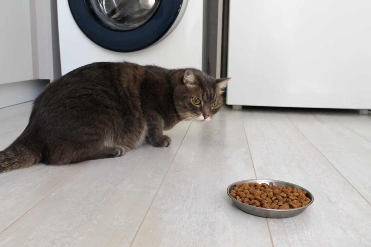 Kedim Pek Yemek Yemiyor Ama Normal Davranıyor: Yardım Edin!