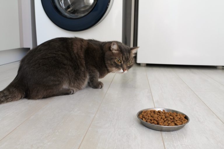 My Cat Is Not Eating Much But Acting Normal Help!