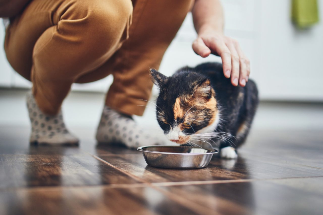 Kedim Pek Yemek Yemiyor Ama Normal Davranıyor: Yardım Edin!