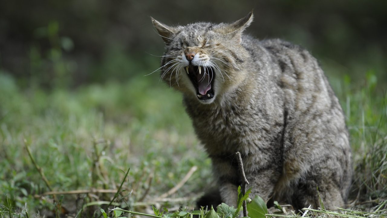 My Cat Is Snorting! How Am I Supposed To Behave?