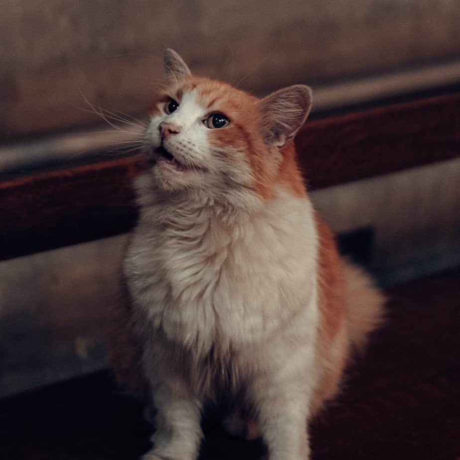 Picture of 10 Behavior Problems in Cats: Vet-Verified Prevention & Solutions