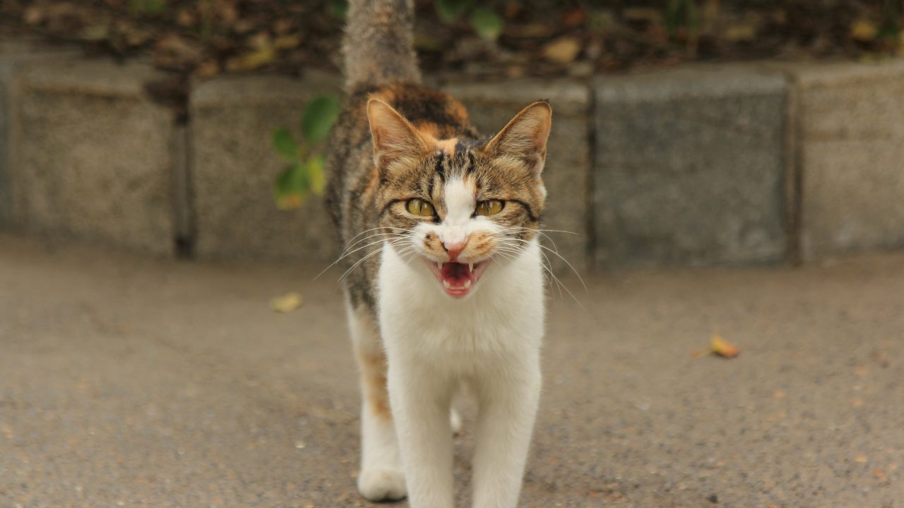 My Cat Is Snorting! How Am I Supposed To Behave?