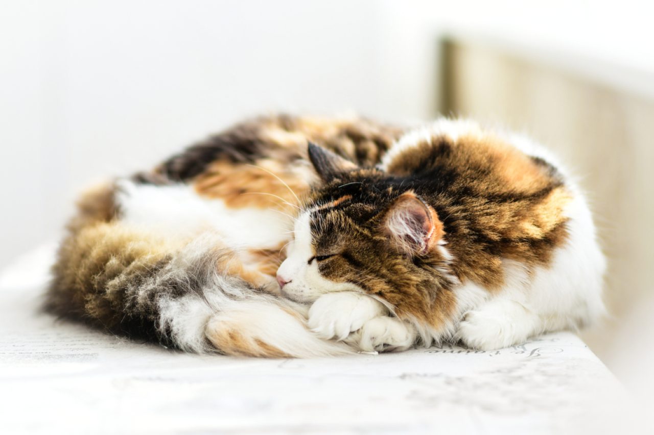 My Cat Sleeps Curled Up Is It Purrfectly Fine