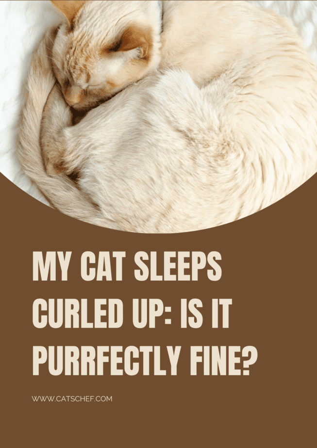 Kedim Kıvrılmış Uyuyor: Mırıl Mırıl İyi mi?