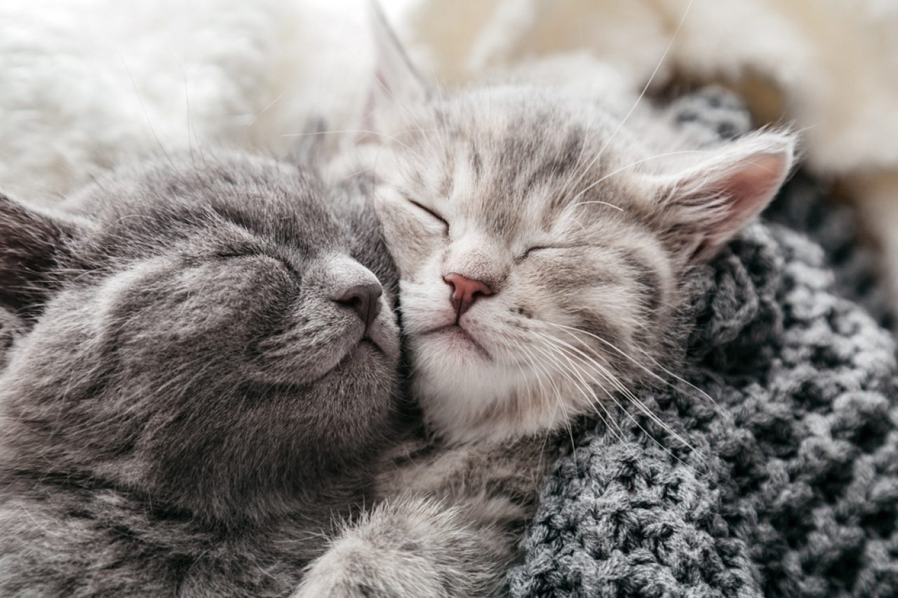 Kedileriniz Birlikte mi Uyuyor? Bu Aşık Oldukları Anlamına mı Geliyor?