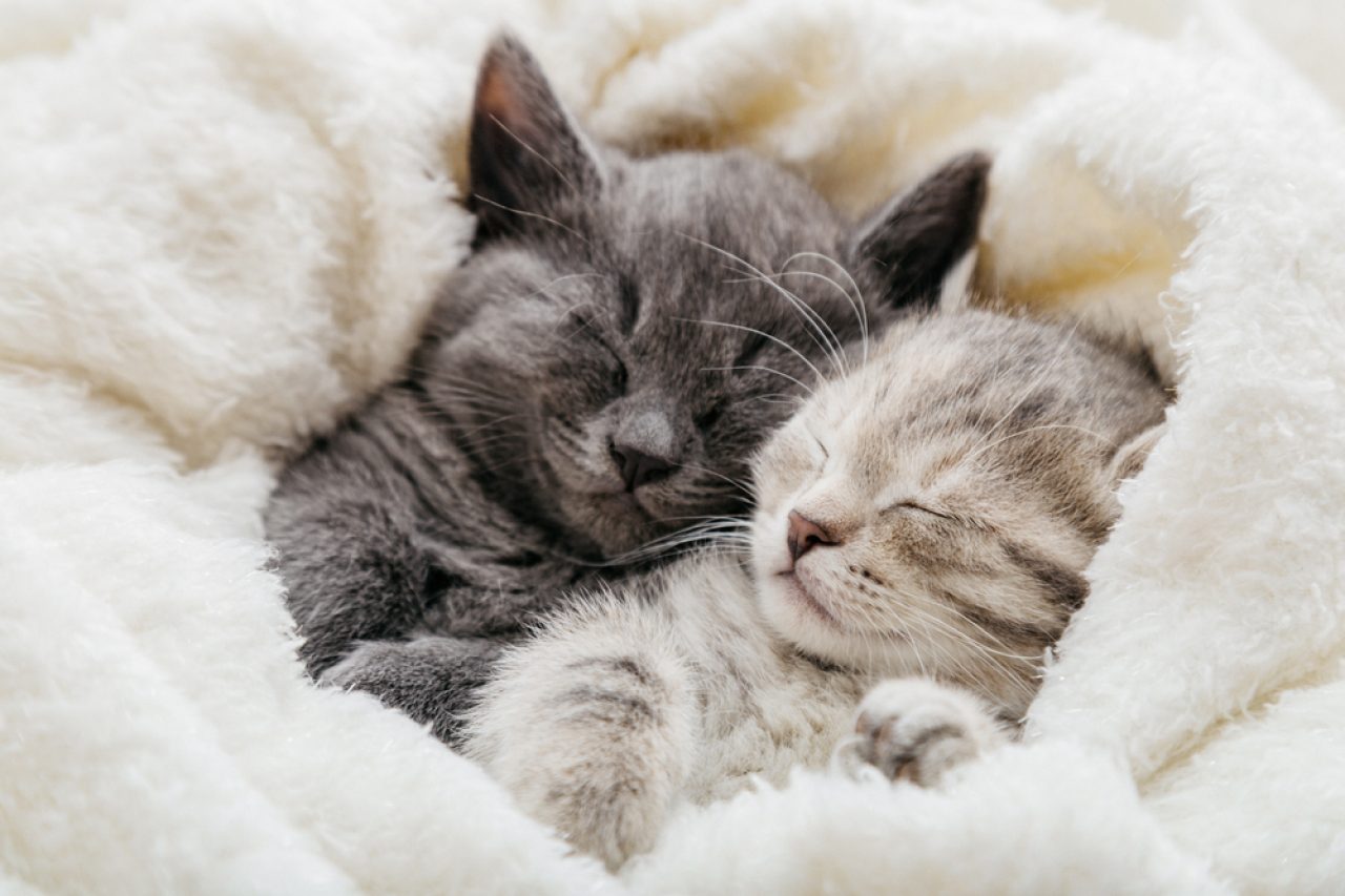 6 Cute Reasons Your Cats Love Sleeping Together