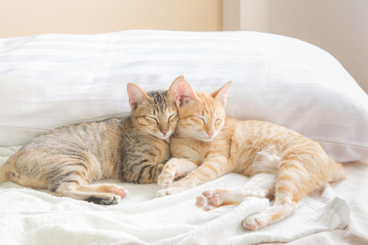 Are Your Cats Sleeping Together? Does It Mean They're In Love?