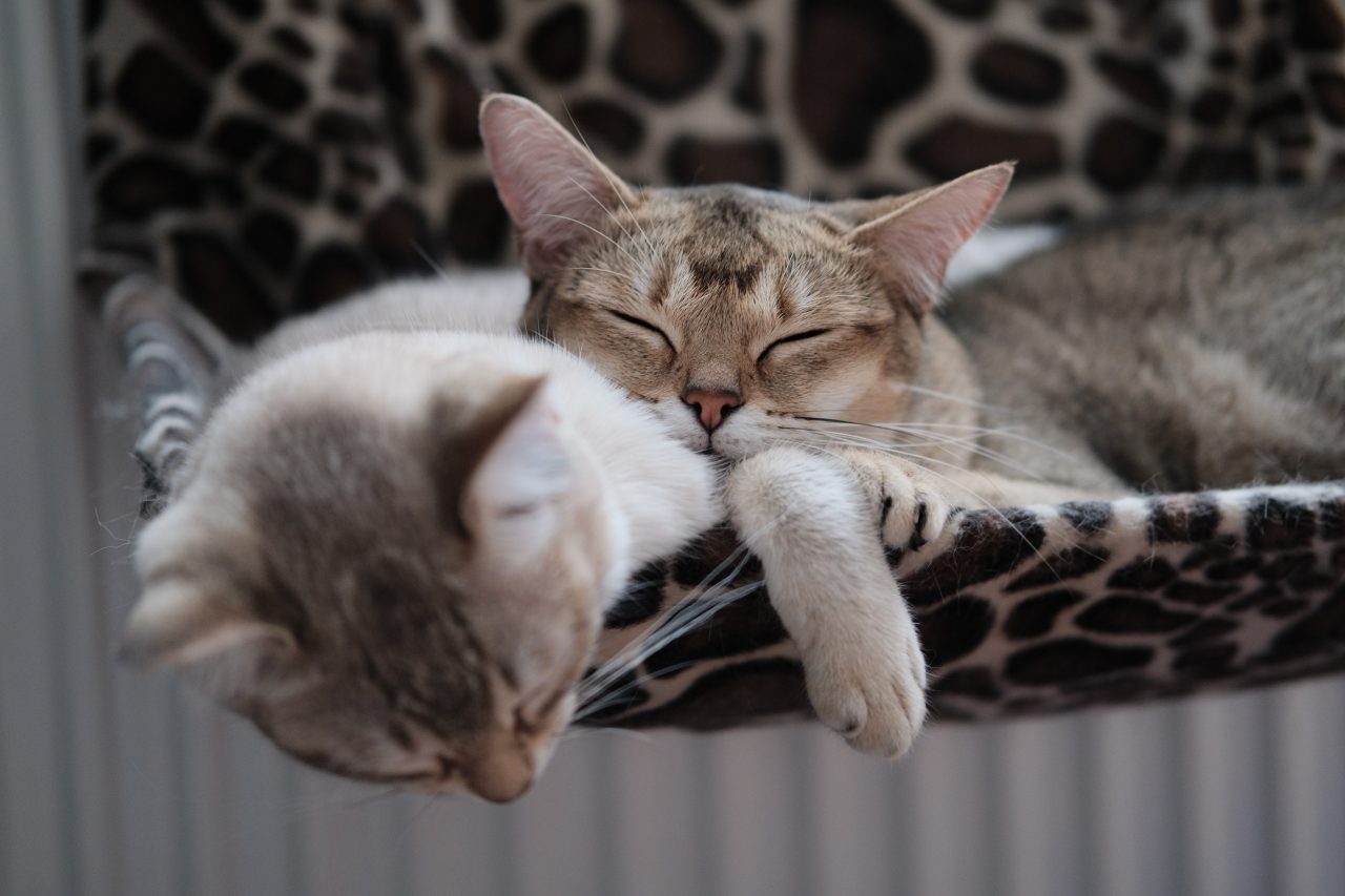 Kedileriniz Birlikte mi Uyuyor? Bu Aşık Oldukları Anlamına mı Geliyor?