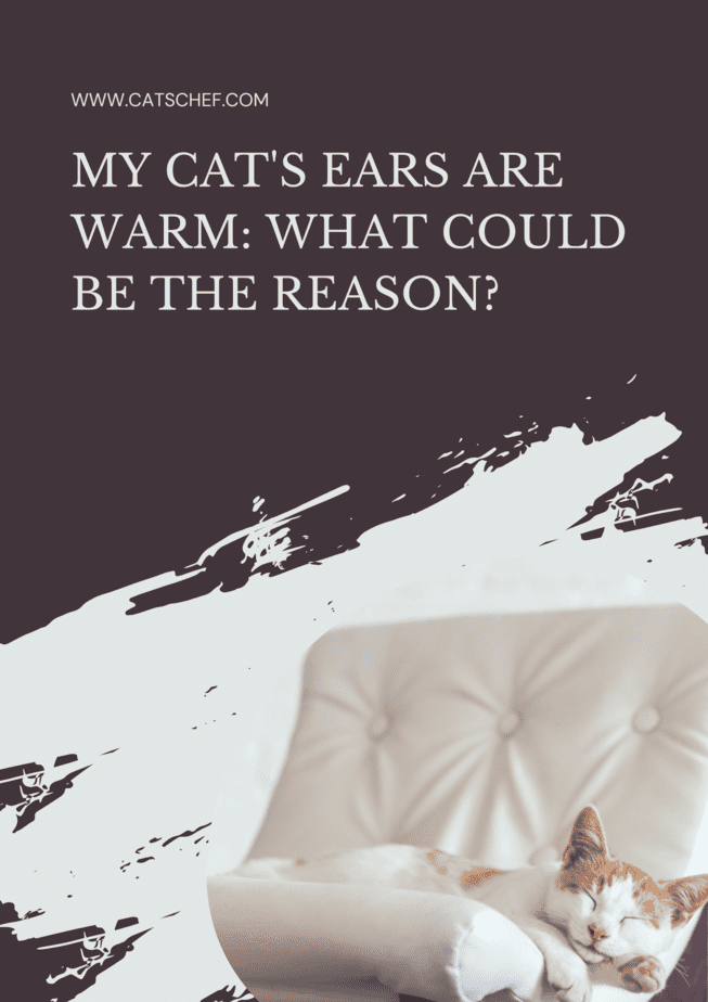 My Cat's Ears Are Warm: What Could Be The Reason?