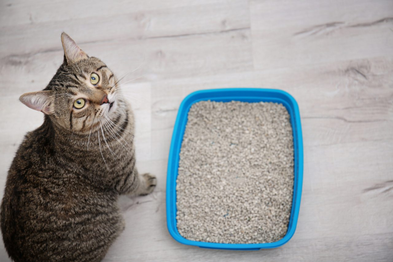 How To Get Rid Of The Cat Litter Smell In Your Apartment? 