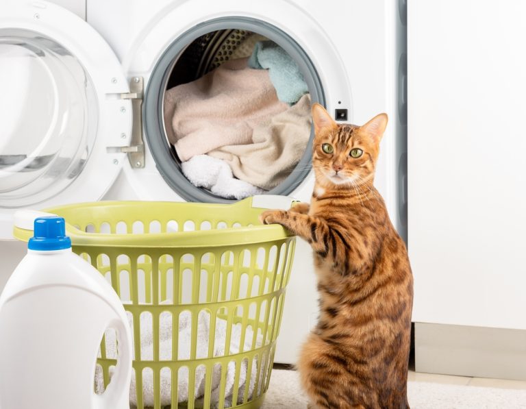 How To Get Rid Of The Cat Litter Smell In Your Apartment?