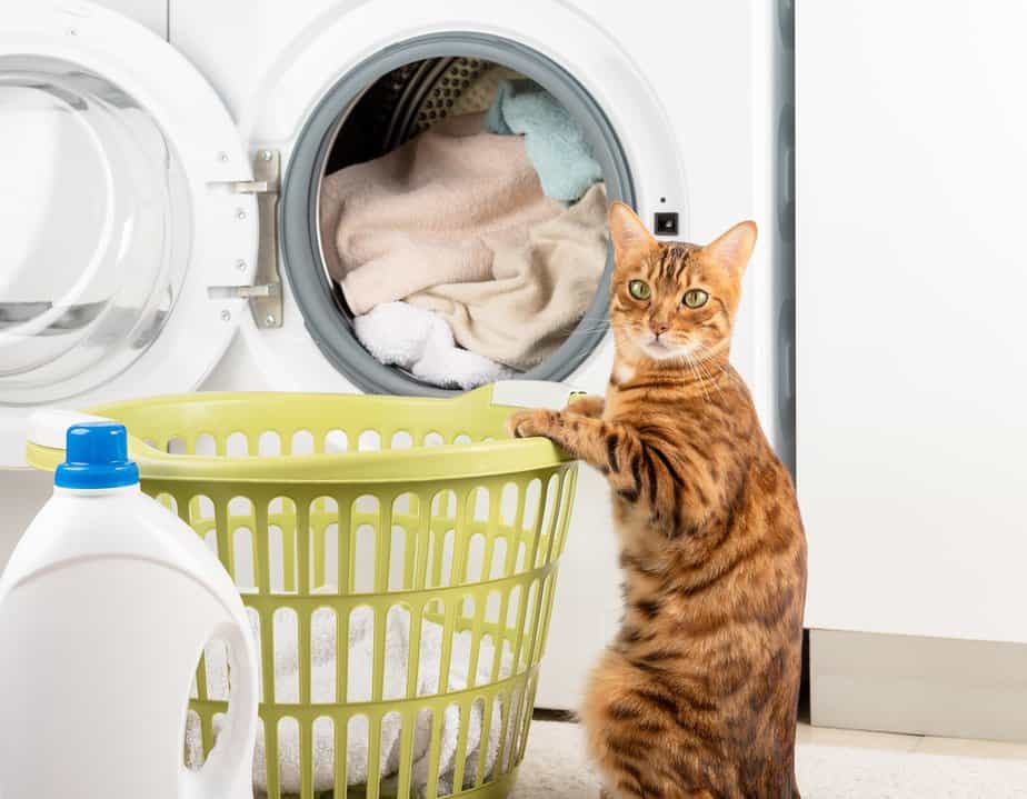 how-to-get-rid-of-the-cat-litter-smell-in-your-apartment