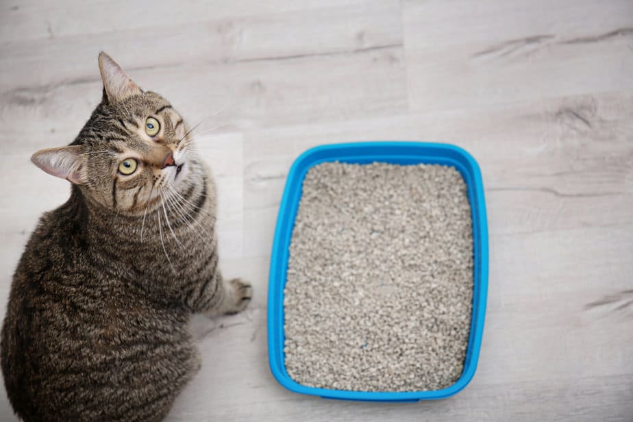 How To Get Rid Of The Cat Litter Smell In Your Apartment?