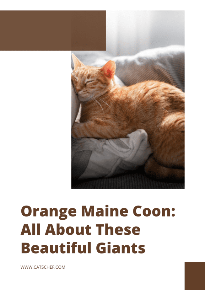 Orange Maine Coon: All About These Beautiful Giants