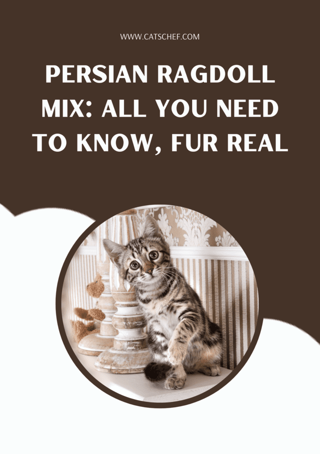 Persian Ragdoll Mix: All You Need To Know, Fur Real