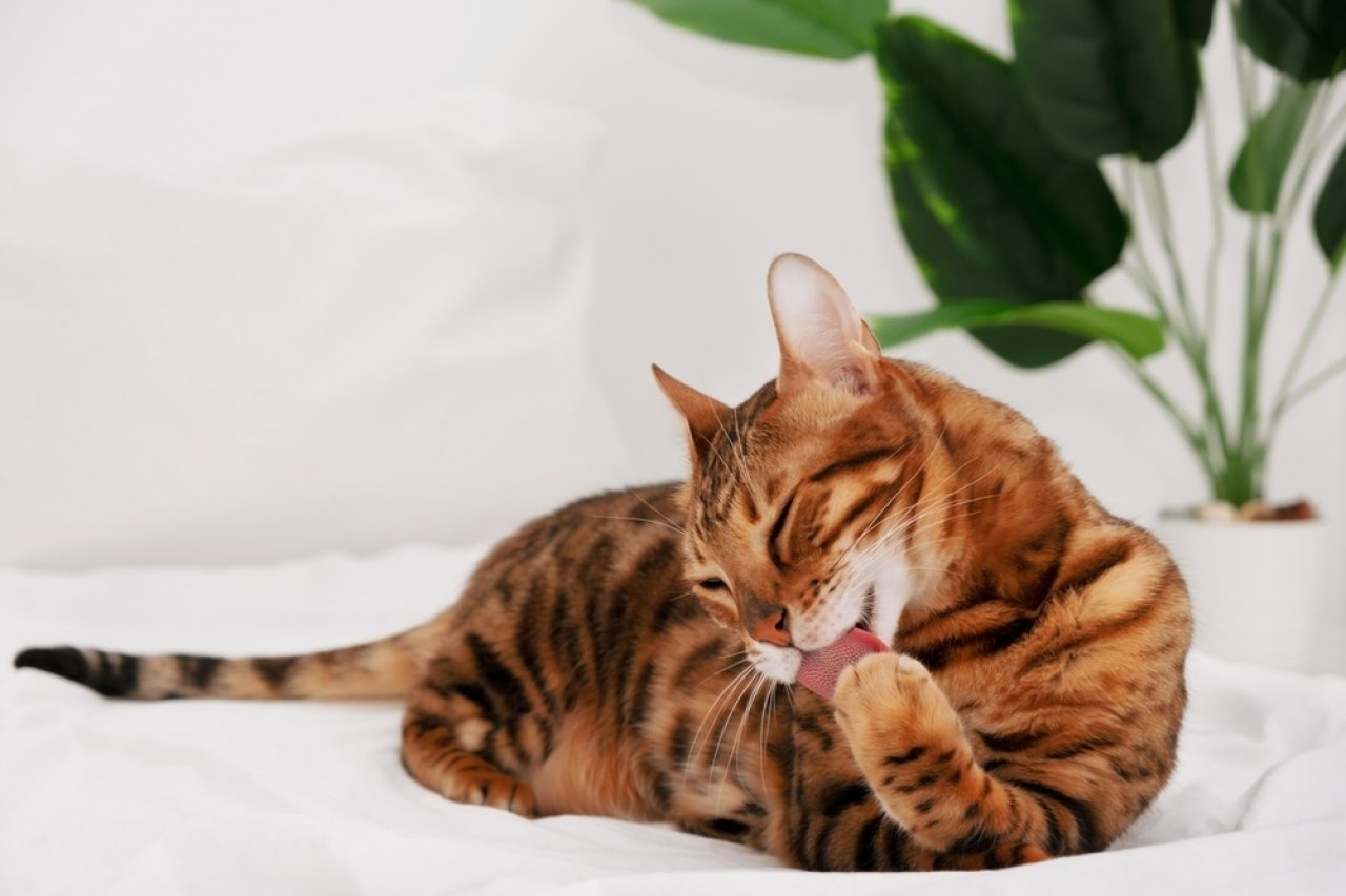Question Of The Day: Do Bengal Cats Get Along With Other Cats?