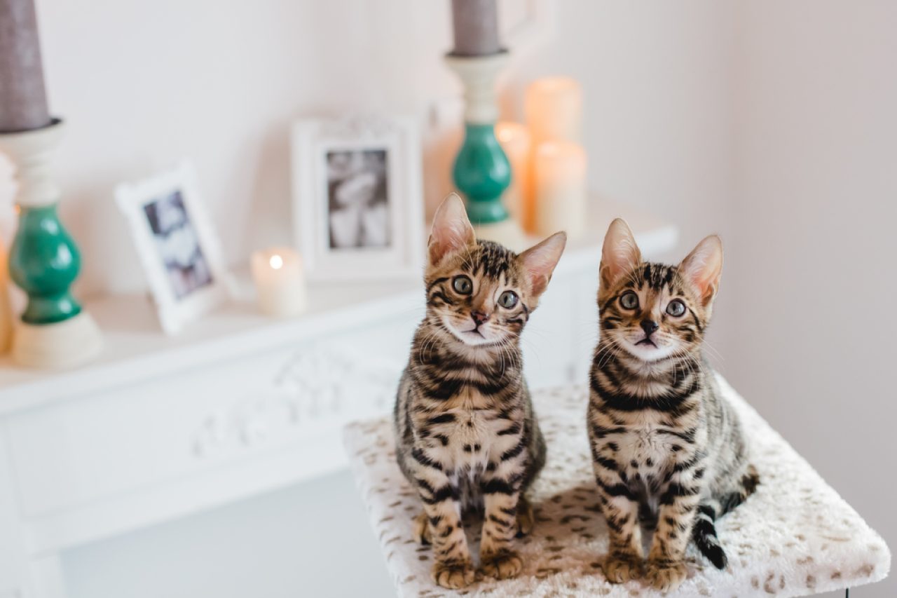 Question Of The Day: Do Bengal Cats Get Along With Other Cats?