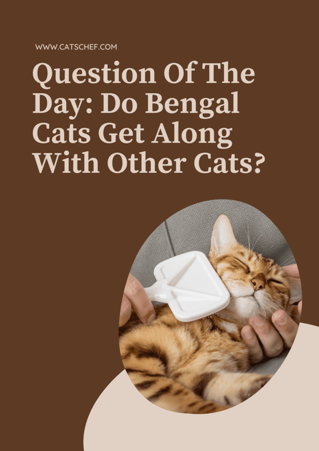 Günün Sorusu: Bengal Kedileri Diğer Kedilerle İyi Geçinir mi?